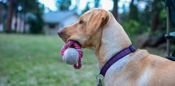 hundmedboll