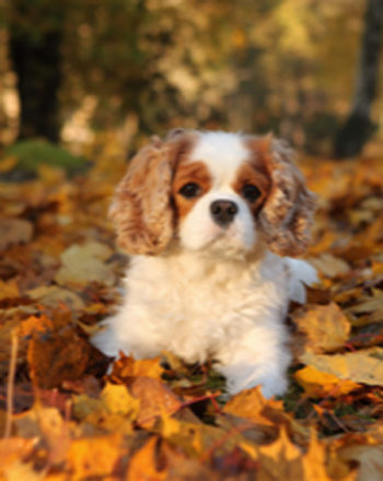 nellie_2